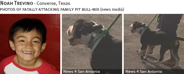 Noah Trevino fatal dog attack - pit bull, breed identification photograph