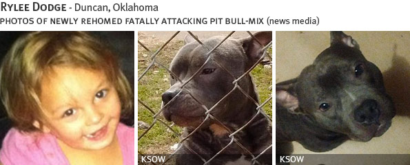 Rylee Dodge fatal dog attack - pit bull, breed identification photograph