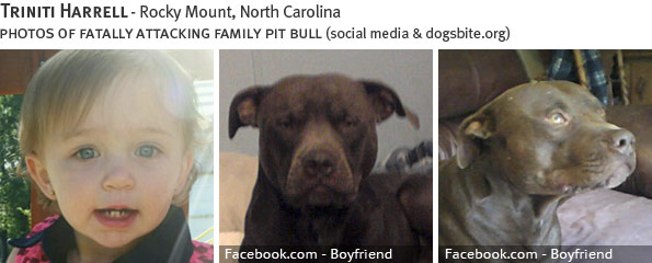 Triniti Harrell fatal dog attack - pit bull, breed identification photograph