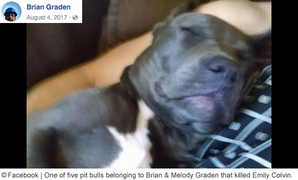 One of five pit bulls belonging to Brian and Melody Graden that killed Emily Colvin