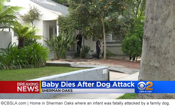 infant in sherman oaks killed by family dogs