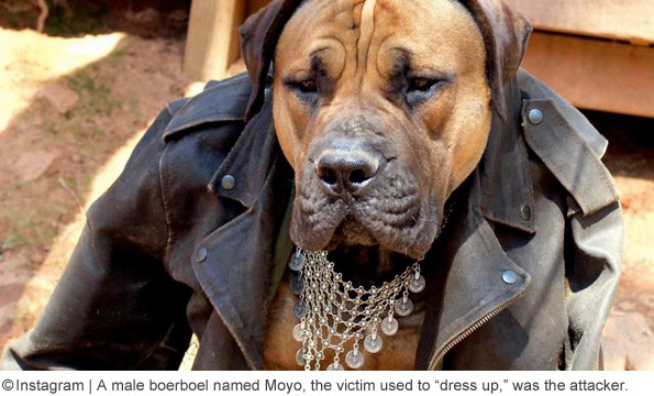 South African boerboel name Moyo killed owner, Jane Egle