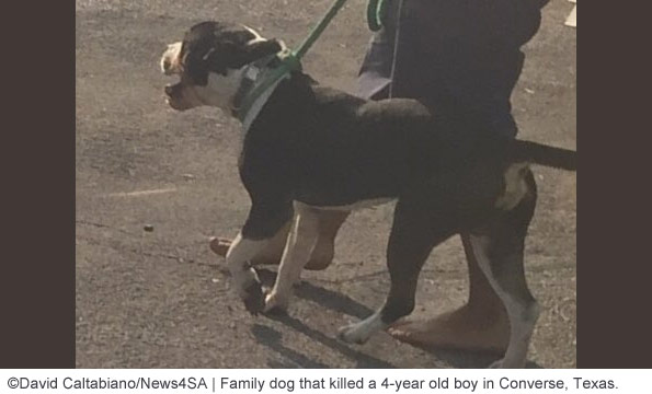 pit bull type dog kills boy in Converse bexar county