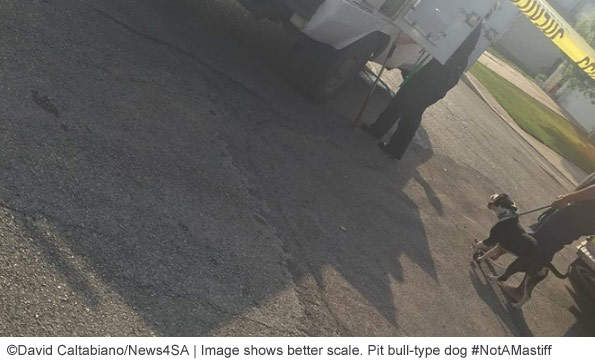 pit bull type dog kills boy in Converse bexar county