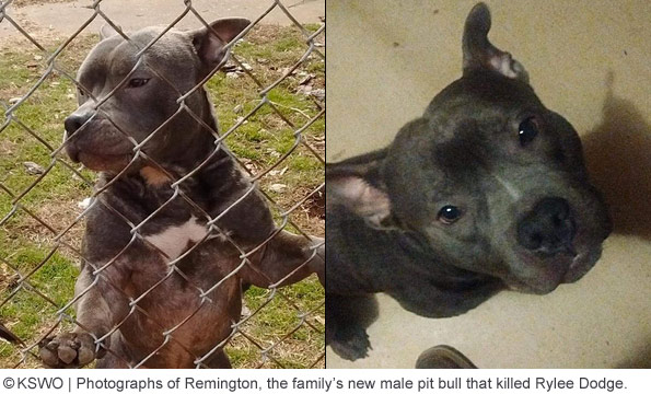 family pit bull remington killed rylee dodge