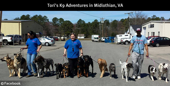 self-appointed k9 expert tori trent