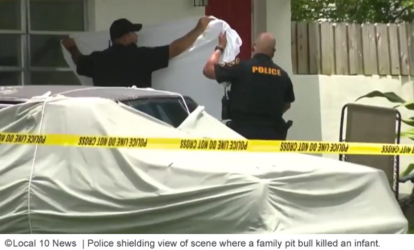 Police shielding fatal pit bull mauling scene from public and reporters in Miramar