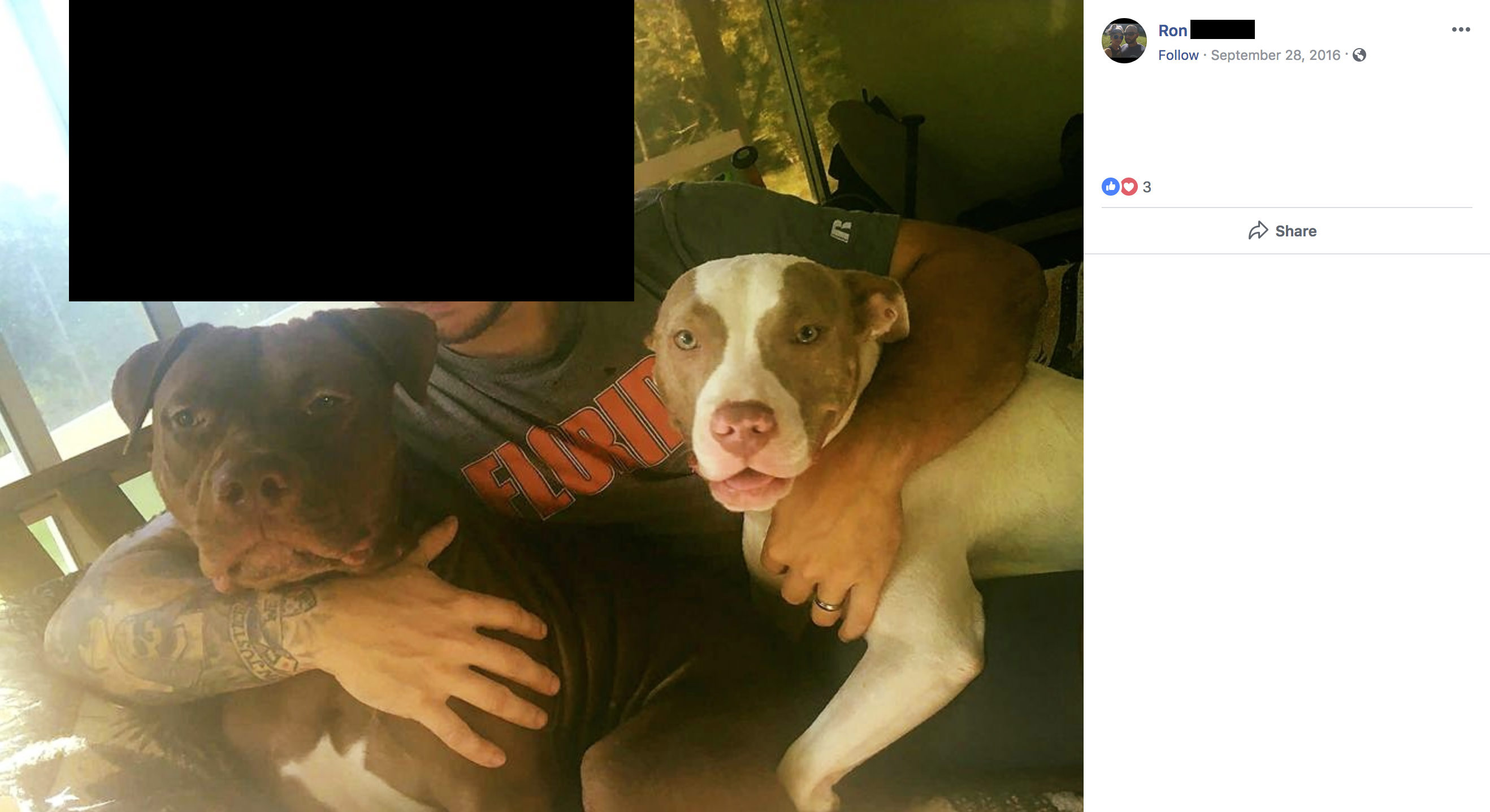 high springs rescue pit bull