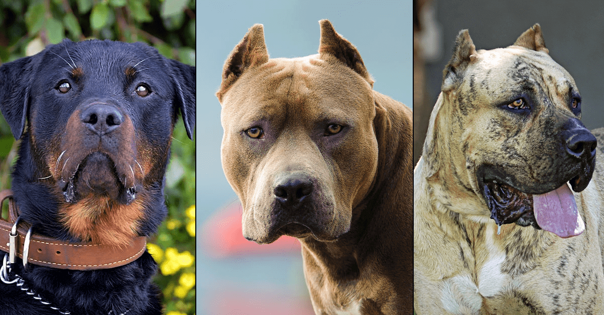 Dangerous dog breeds: Why are pit bull-like dogs controversial? - Vox