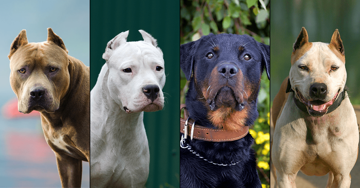 the meanest dog breeds