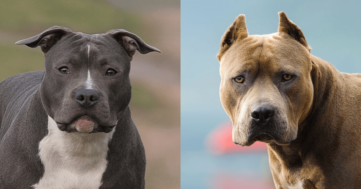 difference between staffordshire bull terrier and pitbull