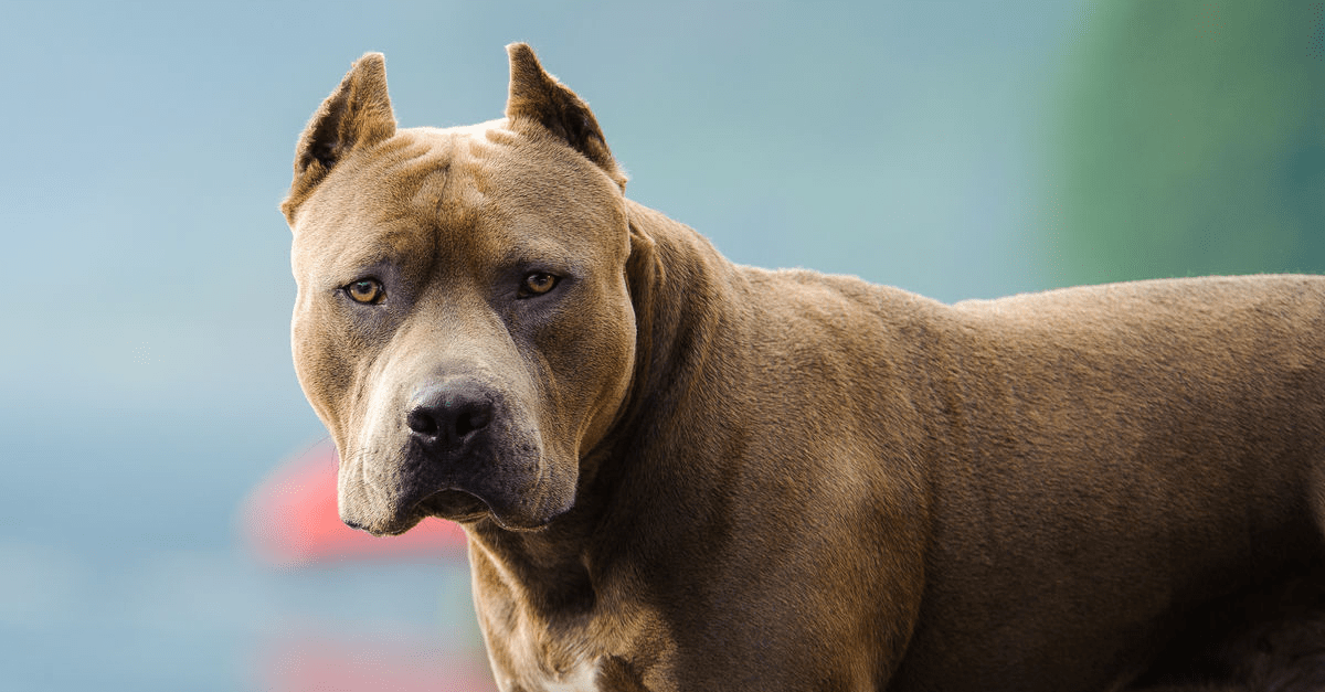 how often do pit bulls attack