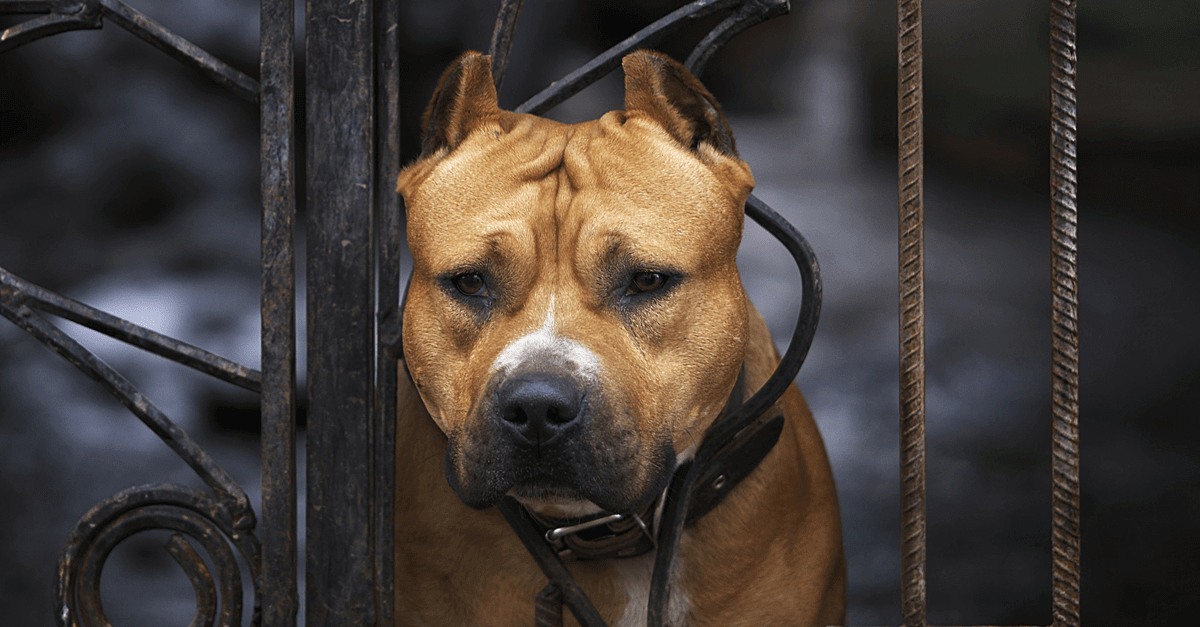 what are the rules for keeping a american pit bull terrier in jersey