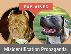 2022 Fatal Dog Attack Breed Identification Photographs