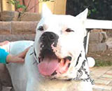 dangerous dog hearing of dogo argentino named Archi