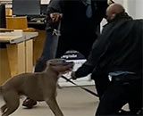 Pit bull attack - Public Library 