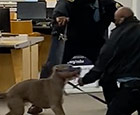 San Francisco library dangerous dog hearing