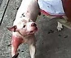 pit bulls attack man in bronx