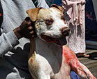 stanta catalina island pit bull attack