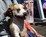 Catalina island pit bull attack