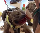 pit bulls fight in Petco