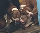 pit bulls shot by police, attacking dog on skidrow