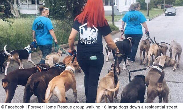 virginia beach rescue group walking 16 large dogs down residential street