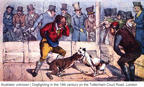 19th century dogfighting, pit bull, london