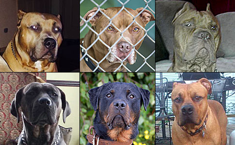 2014 fatal dog attack breed identification photographs