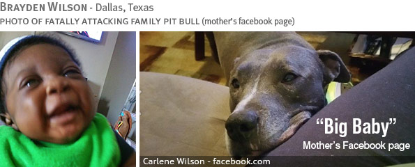 Fatal pit bull attack - Brayden Wilson