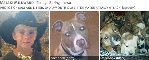 Fatal pit bull attack - Malaki Mildward