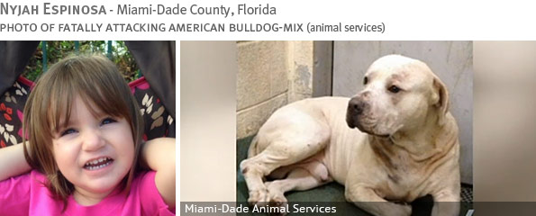 Fatal American bulldog-mix attack - Nyjah Espinosa