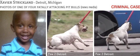 Fatal pit bull attack - Xavier Strickland