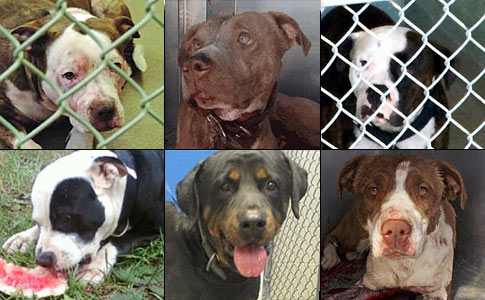 six dogs that killed people in 2015