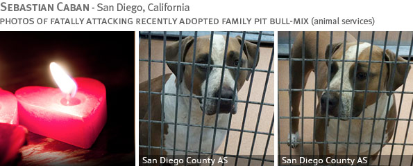 Fatal pit bull-mix attack - Sebastian Caban