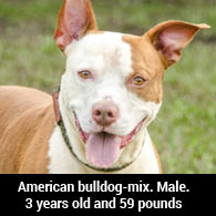 Miami Dade Adopts Out Pit Bulls