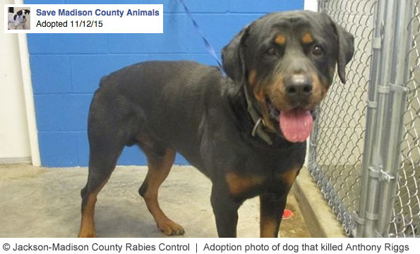 Jackson Rabies Control adopted out rottweiler that killed man three hours later