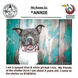 adoption listing advertisement - sonoma county animal shelter