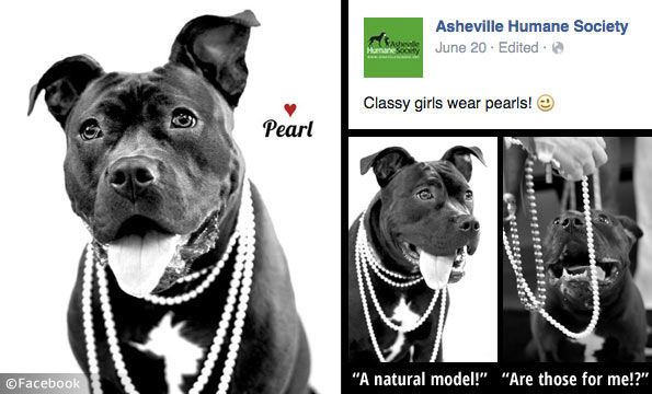 anthropomorphic pit bull adoption campaign by the asheville humane society