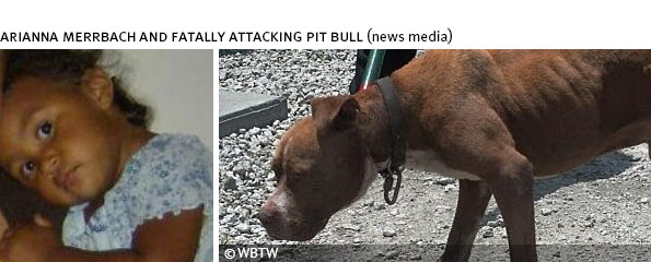 Fatal pit bull attack - Arianna Merrbach photo