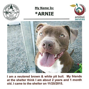 adoption listing advertisement - sonoma county animal shelter