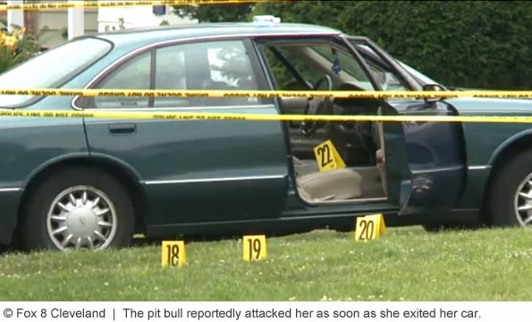 pit bull kills woman in shaker heights