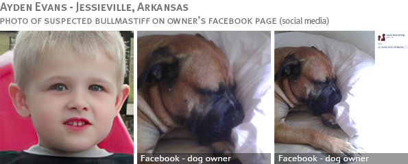 Ayden Evans - Fatal Bullmastiff Attack Fatal bullmastiff attack - Ayden Evans