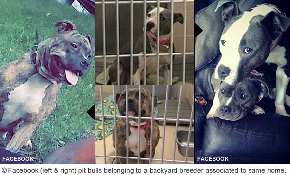 Backyard breeders dogs associated to 345 middle street