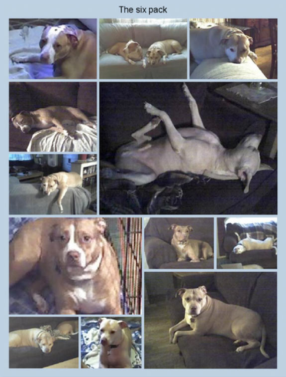 mother's pit bulls that killed Christine Staab