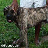 bullmastiff kills kenneth santillan