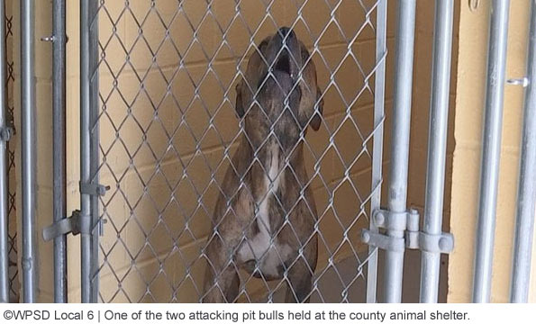 chris bouland vicious pit bull at shelter