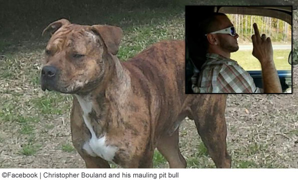 chris bouland vicious pit bull