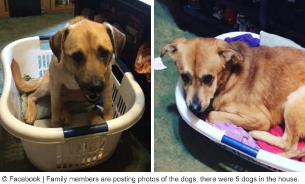 dogs using laundry baskets as beds