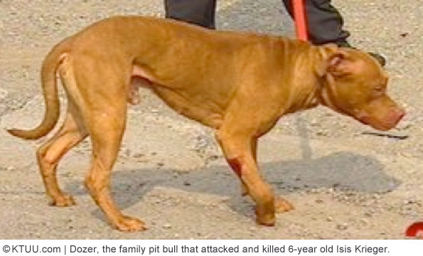 family pit bull that killed isis kreiger